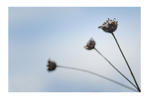 D75_6470-1