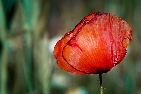 D55_0245-1-WEB
