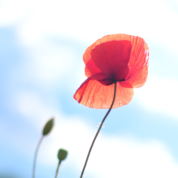 D55_1088-2-WEB