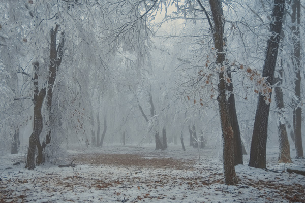 D55_1245-1-WEB