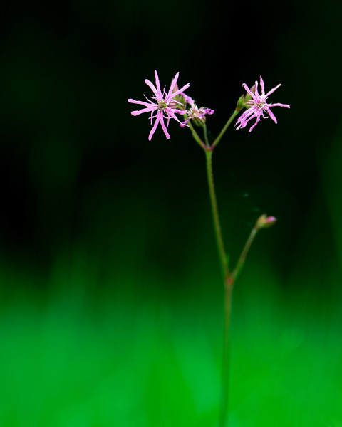 D75_6454-1-WEB